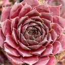 Sempervivum 'Hopewell' (Mature) - January