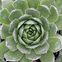Sempervivum 'Hopewell' (Young) - Late Spring