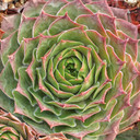 Sempervivum 'Purdy's 70-40' (Outdoors) - November