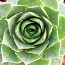 Sempervivum 'Purdy's 70-40' [exclusive] - March