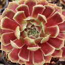 Sempervivum 'Mars' - June