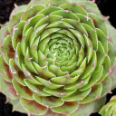 Sempervivum 'Mars'
