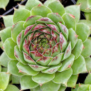 Sempervivum 'Missouri Rose'