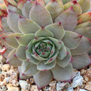 Sempervivum 'Rita Jane' (Outdoors) - August