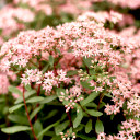 Sedum Sunsparkler® 'Jade Tuffet'