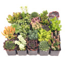 Super Variety Succulents 25-Pack - Alt Varieties