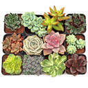 Super Variety Succulents 12-Pack