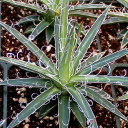 Agave x leopoldii