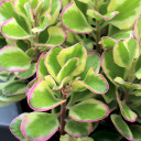 Kalanchoe fedtschenkoi f. variegata 'Aurora Borealis'