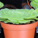 Aeonium tabuliforme – Dinner Plate Aeonium (Rare) - Side View