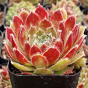 Sempervivum 'Carnival' - June