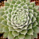 Sempervivum 'Averil'