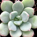 Echeveria 'Green Goddess' - December