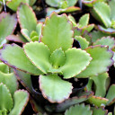 Kalanchoe longiflora