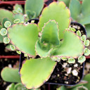 Kalanchoe longiflora - with offsets