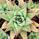 Haworthiopsis limifolia var. limifolia - Fairy Washboard - June