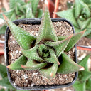 Haworthiopsis limifolia var. limifolia - Fairy Washboard - October