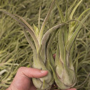 Tillandsia caput-medusae [8.0"]
