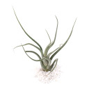 Air Plant - Tillandsia caput-medusae [8.0"]