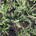 Crassula 'Imperialis' - Giant Watch Chain