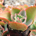 Echeveria 'Giant Blue'