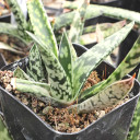 Gasteria bicolor (side view)