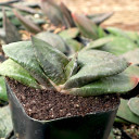 Gasteria armstrongii