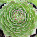 Chick Charms® Cherry Berry™ - Winter