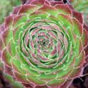 Chick Charms® Cherry Berry™ - May