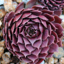 Chick Charms® Bing Cherry™ (Outdoors) - February