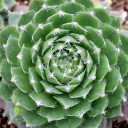 Chick Charms® Cinnamon Starburst™ - Winter