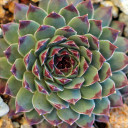 Chick Charms® Mint Marvel™ (Outdoors) - January