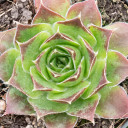 Sempervivum heuffelii 'Worstiana' - February