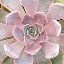 Echeveria 'Mensa' - August