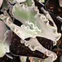 Cotyledon orbiculata 'Undulata' - Silver Ruffles - September
