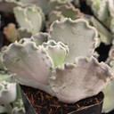 Cotyledon orbiculata 'Undulata' - Silver Ruffles - September