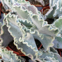 Cotyledon orbiculata 'Undulata' - Silver Ruffles [large]