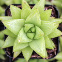 Haworthia reticulata var. haageana