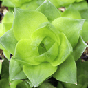 Haworthia cymbiformis f. planifolia - March