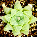Haworthia turgida var. pallidifolia
