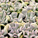Echeveria 'Cubic Frost'