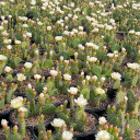 Opuntia rhodantha ‘Snowball’ - Bloom 3