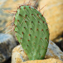 Opuntia 'Desert Skies' Prickly Pear - What You Receive