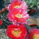 Opuntia 'Desert Skies' Prickly Pear - Bloom 1