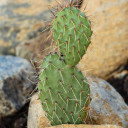 Opuntia rhodantha 'Grand Mesa Peach' - What You Receive