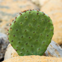 Opuntia 'Mon Cherry' - What You Receive