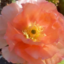 Opuntia 'Orange Tang' - Bloom 1