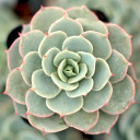 Echeveria 'Fleur Blanc' - Winter