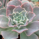 Echeveria 'Water Ripple' - December