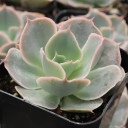 Echeveria 'Water Ripple' - March